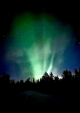 O espetáculo da Aurora Boreal colorindo o céu em tons de verde e azul. Vê-se a sombra de pinheiros ao fundo.