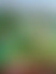 Uma fotografia frontal e ensolarada da icónica casa de Claude Monet em Giverny. A fachada longa de dois andares apresenta paredes em tons de rosa suave, contrastando com as famosas portadas de madeira pintadas de um verde vibrante. Várias escadarias de madeira, também verdes, conduzem às entradas da casa. A estrutura é parcialmente coberta por trepadeiras luxuriantes. Em primeiro plano, um jardim exuberante exibe canteiros densos de flores vermelhas e cor-de-rosa, enquanto vasos de cerâmica azul e branca ladeiam o caminho. A iluminação brilhante realça a atmosfera idílica e romântica que inspirou as obras impressionistas do mestre.