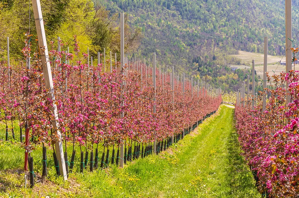 Uma fotografia ensolarada de um pomar cultivado em espaldeira durante a primavera. Longas fileiras de árvores jovens, com troncos finos protegidos por suportes pretos na base, exibem uma floração densa em tons de rosa vibrante e carmesim. As árvores estão alinhadas verticalmente com o auxílio de altos postes de concreto cinza e fios de arame. Entre as fileiras, um caminho de grama verde brilhante, salpicado por pequenas flores amarelas, estende-se em direção ao fundo. A paisagem ao fundo revela uma encosta de montanha coberta por uma floresta verde suave e áreas de cultivo em patamares sob um céu claro. A luz lateral realça a textura das flores e a organização geométrica do pomar.