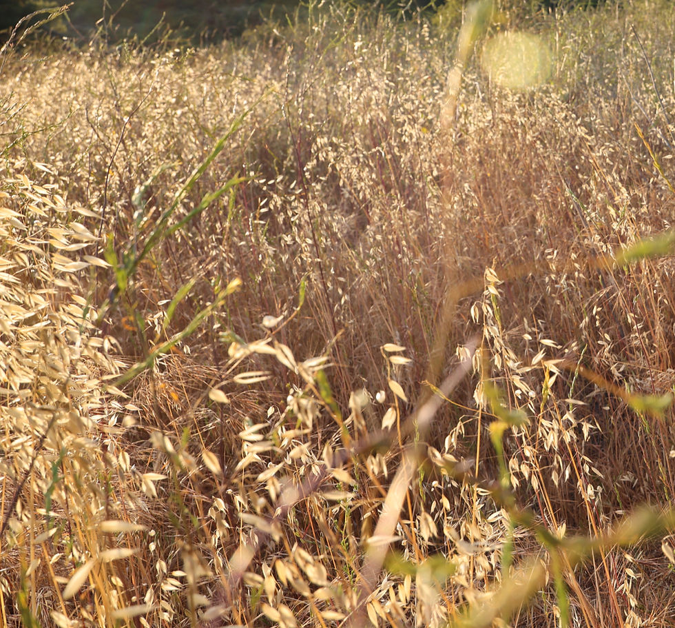 Toni Serene 12_edited.jpg