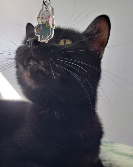 A black cat with a small Emil from Nier acrylic charm dangling in front of his face