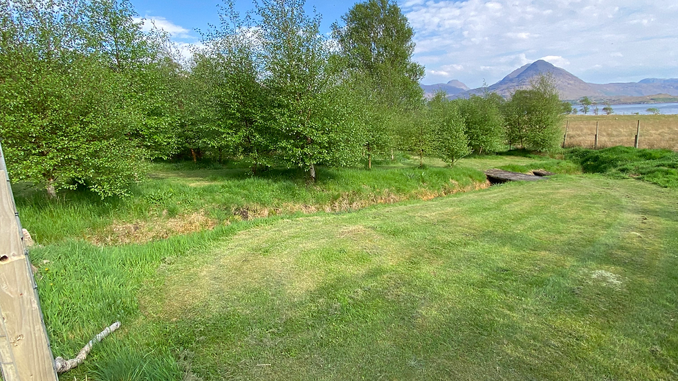 Birch Grove woodland May 2024