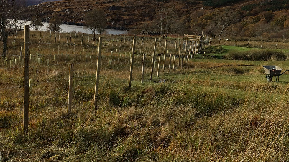 Deer fence around birch grove woodland