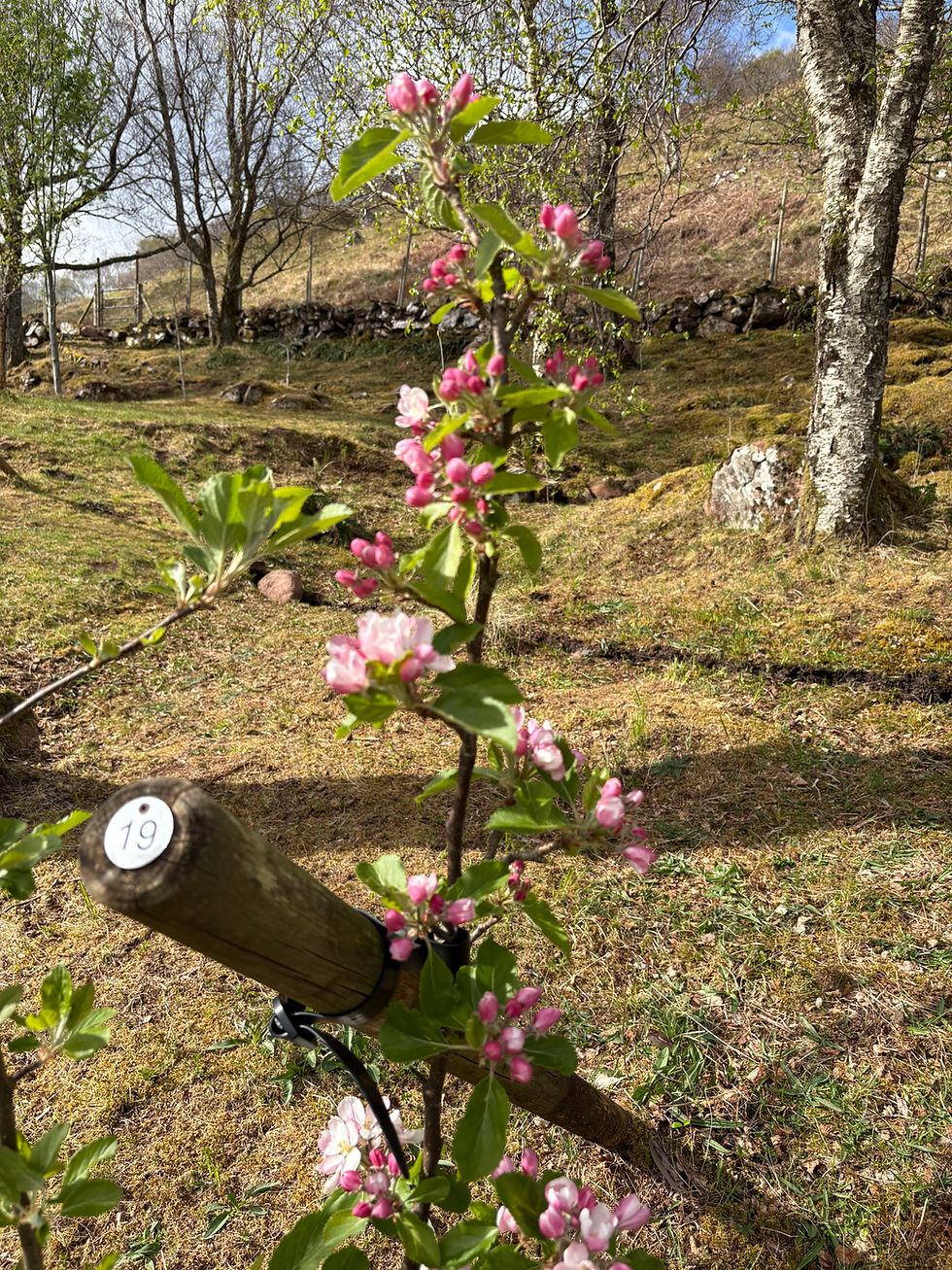 Apple: Sunset blossom spring 2025