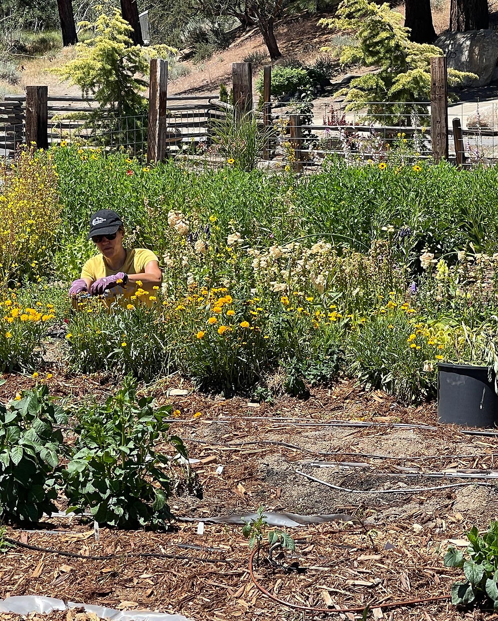 Harvesting Flowers on the Farm