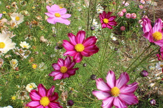 Thumbnail: picture of cosmos in the field
