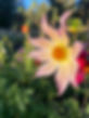 IMG_3583.jpeg
