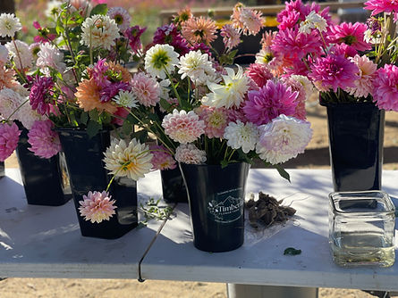 Table with buckets of dahlias