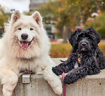 Portuguese Water Dog, SkipNstone Kennel