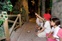 צופים בציפורים