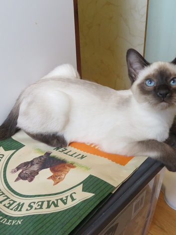 Starr L1 14 wks - Sidra.JPG