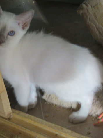 Eustella-SiameseKittens-Litter2-2.jpeg
