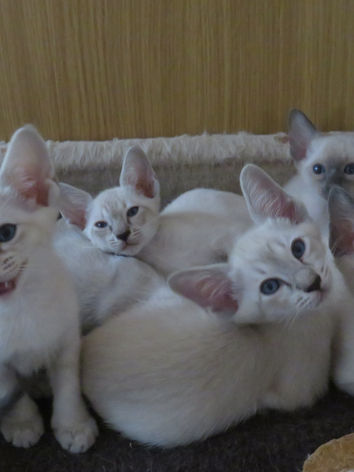 Andy L2 Kitts 6 weeks.JPG