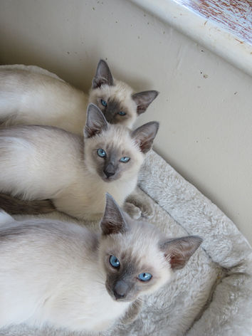 Zaniah-SiameseKitten-Litter3-3.jpeg