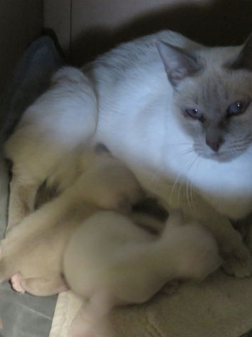 Eustella-SiameseKittens-Litter2-4.jpeg