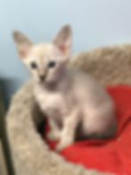 Andy-Retired-Siamese-Queen-3