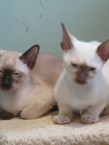 Stellare-SiameseKittens-Litter3-3.jpeg