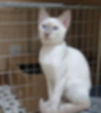 Zaniah-Retired-Siamese-Queen-1