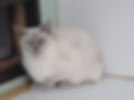 Eustella-Retired-Siamese-Queen2.jpeg