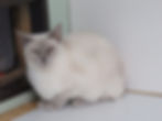 Eustella-Retired-Siamese-Queen2