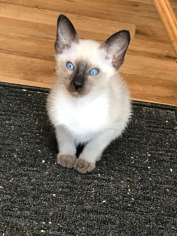Stellare L1 kitt 6 weeks.jpeg