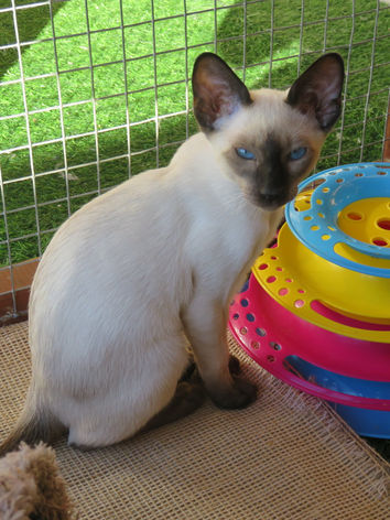 Lucy L4 kitt BB 13 wks.JPG