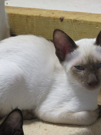 Lunare-SiameseKittens-Litter2-2.jpeg
