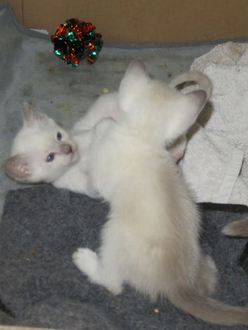 Eustella-SiameseKittens-Litter2-1.jpeg