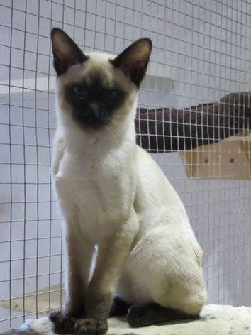 Zelenia-Siamesekittens-Litter2-2.jpeg