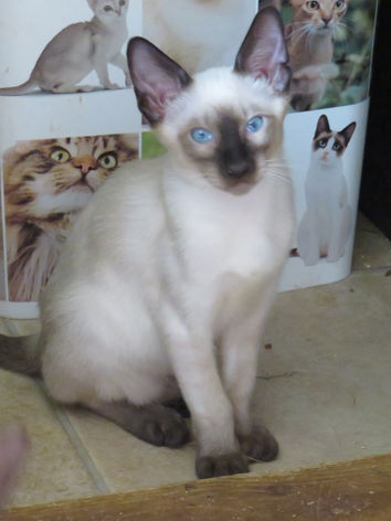 Neona-SiameseKittens-Litter3-4.jpeg