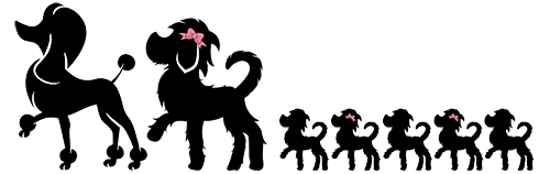 Goldendoodle Puppies Southern California 