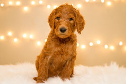 Orange Boy Goldendoodle