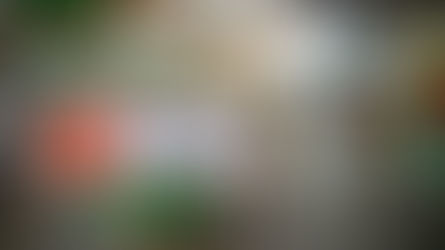 The ‘understory’ of Creation C.A.R.E 2023: understanding the 'why' 