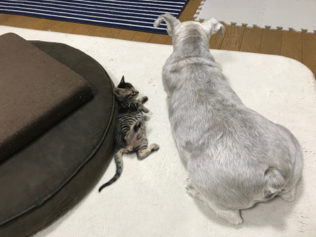 ご予約状況です。(ブログ始めました)