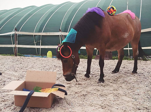 Reittherapie Zauberwelten, Reittherapie Königswinter