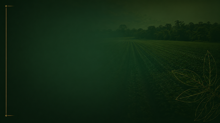 fundo 8.png