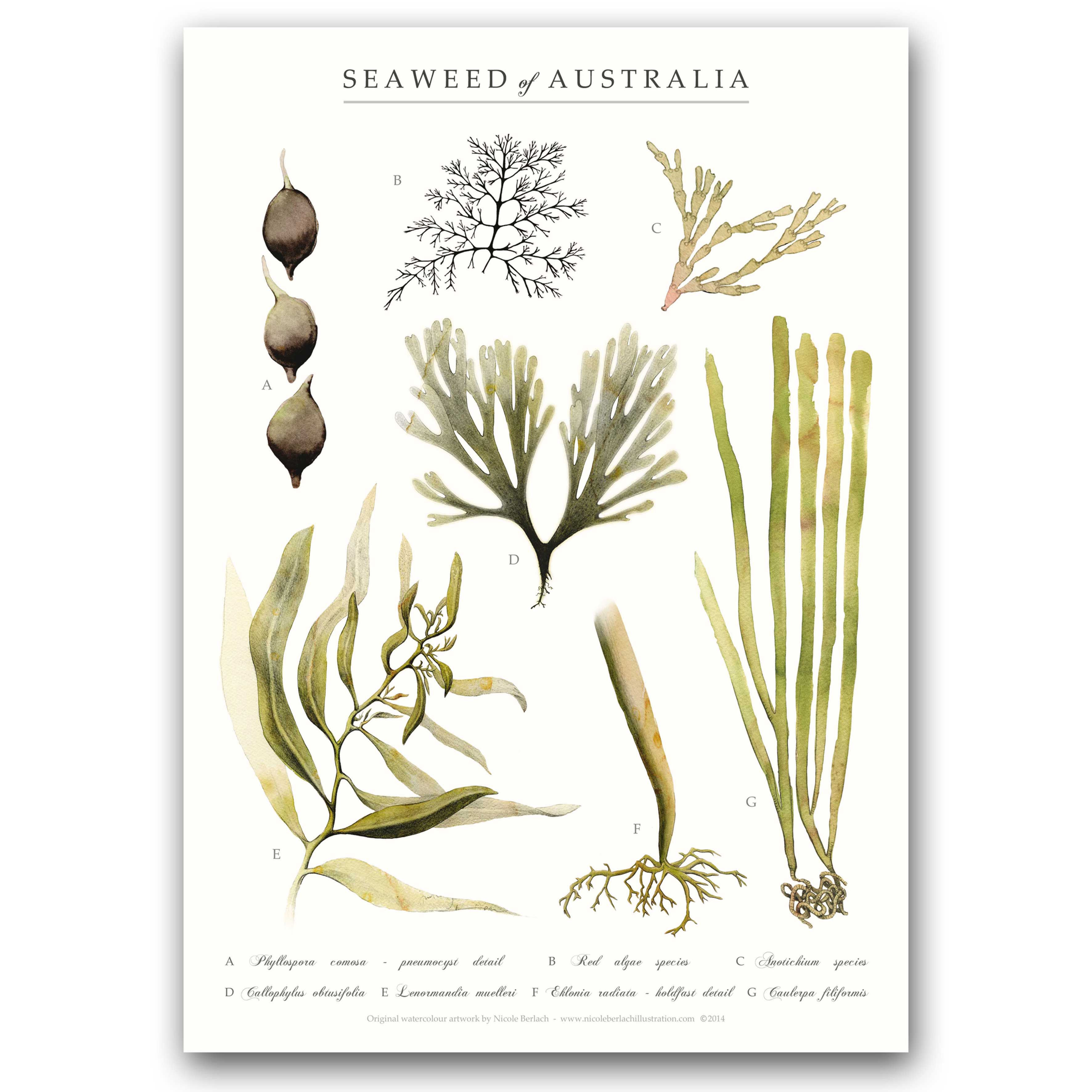 SEAWEED | Art Print