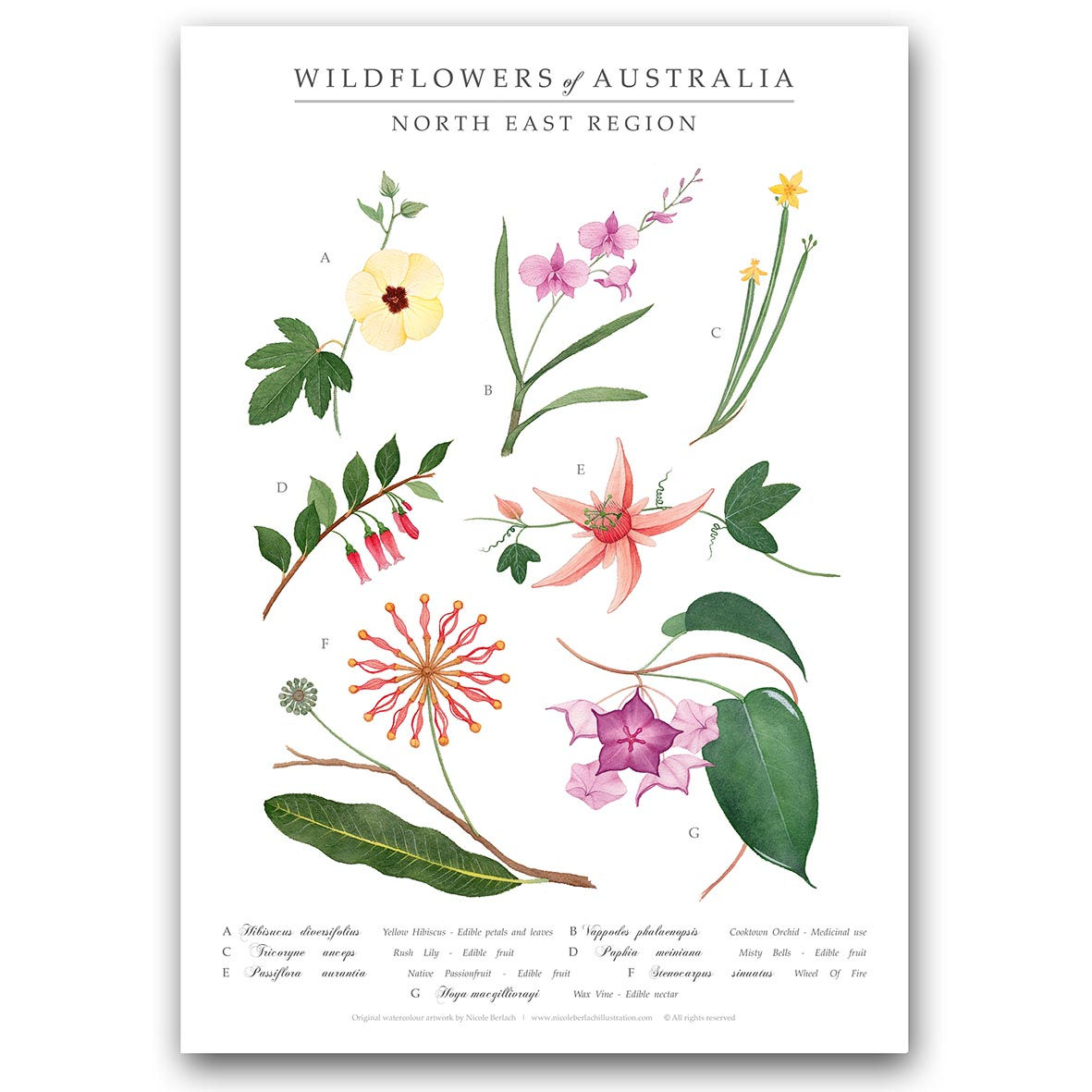 NORTH EAST WILDFLOWERS | Art Print