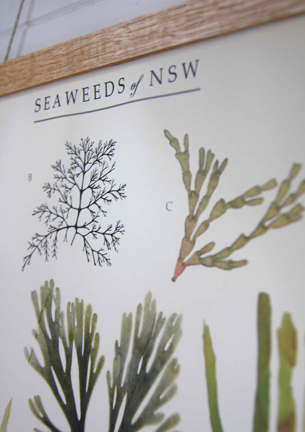 Thumbnail: SEAWEED | Art Print