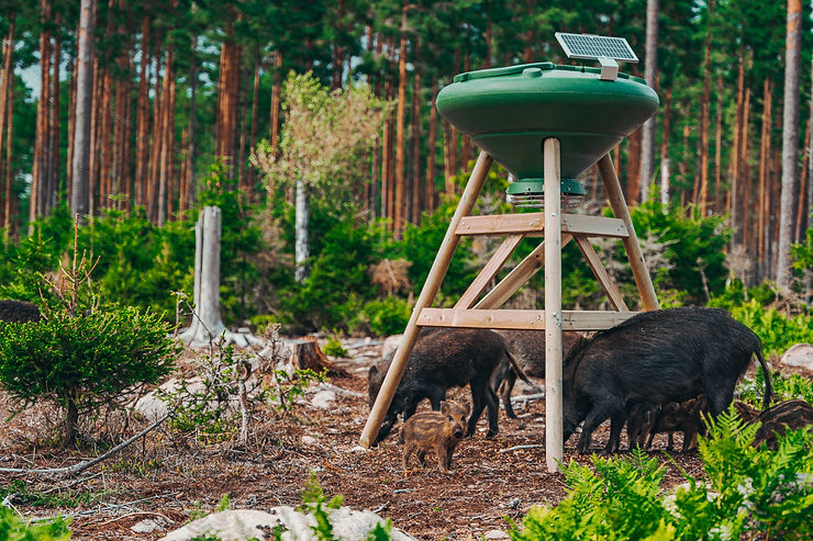 åtelplats med en foderautomat och flera vildsvin som bökar
