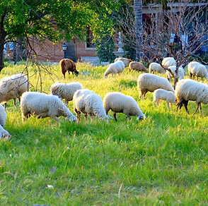 sheep grazing on a spring meadow in Sicily