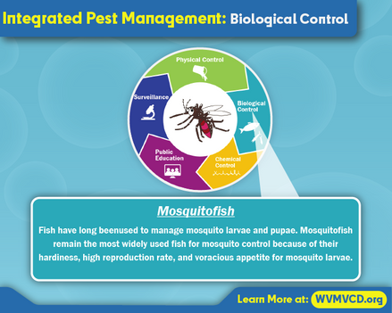 IPM Biological Control: Mosquitofish