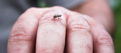Mosquito landing on a hand