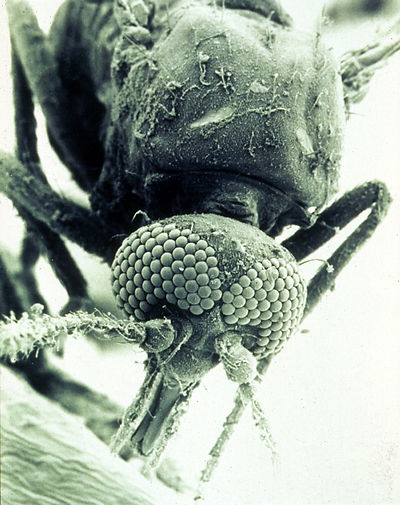 microscopic image of a midge