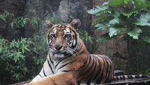 Indonesian Muslims achieve global acclaim for fatwa on wildlife trade