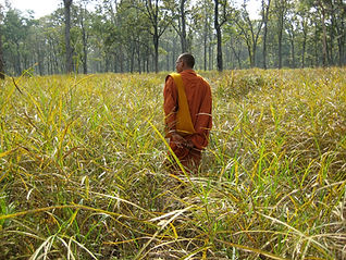 Cambodia tree defender 4998521808_08ffa2