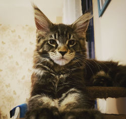 Mowgli of Valahia Legends