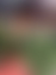 Ilkley Christmas Tree Festival will sparkle this weekend 