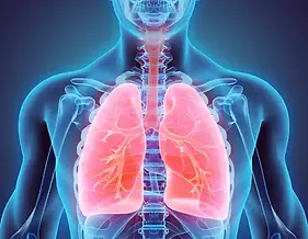 Lungs_2