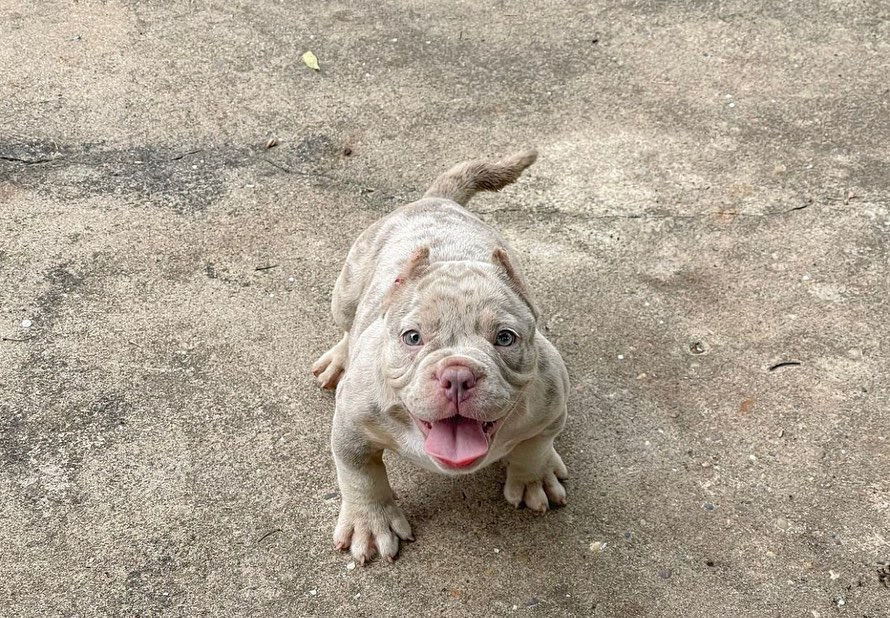 Thumbnail: Pocket American Bully Puppies 